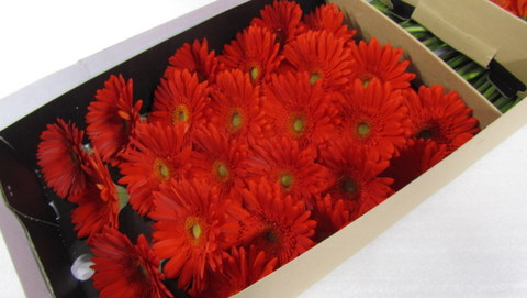 Gerbera-Red-Explosion cartone