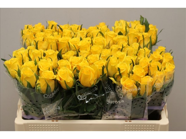 ROSA BG MOONWALK-640x480