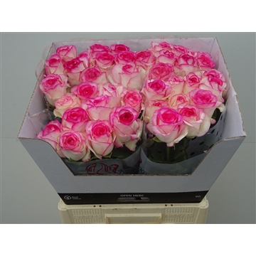 Rose-Dolce-Vita-60cm-1