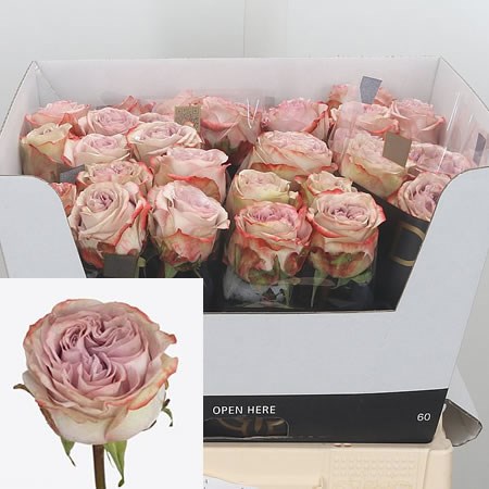 Rose-Lilac-Wonder-60cm-1