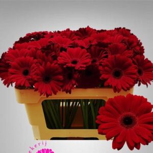 Ge Mi Black Tie 50cm