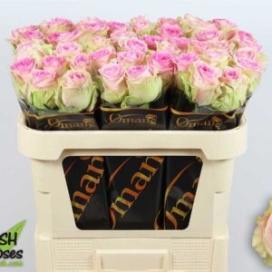 Brigitte Bardot 70cm