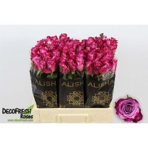 Deep Purple 60cm