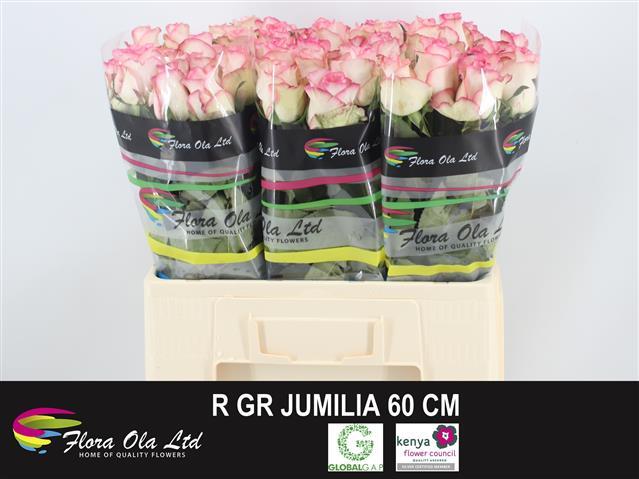jumilia 60 flora