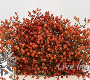 Rosa Magical Miracle 30cm