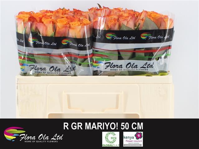 mariyo 50cm flora