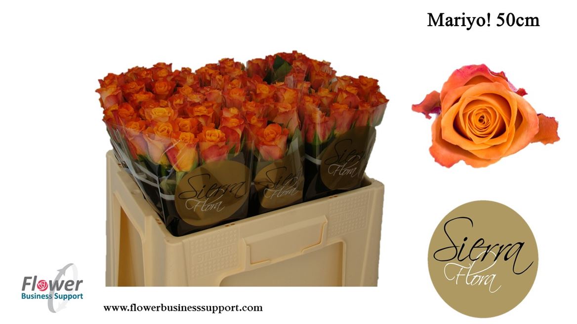 mariyo 50cm