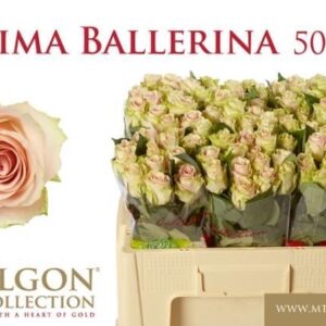 Prima ballerina 50cm