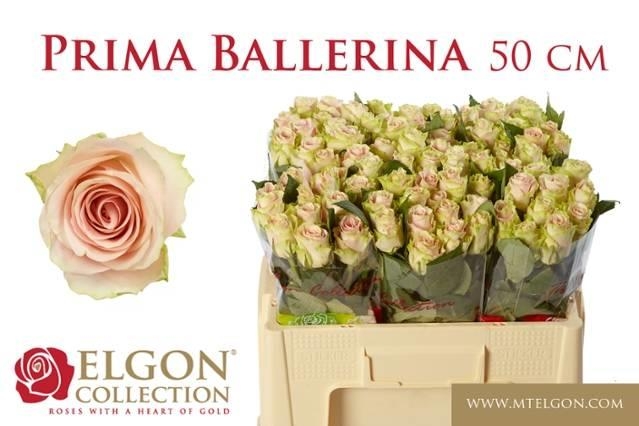 prima ballerina 50cm