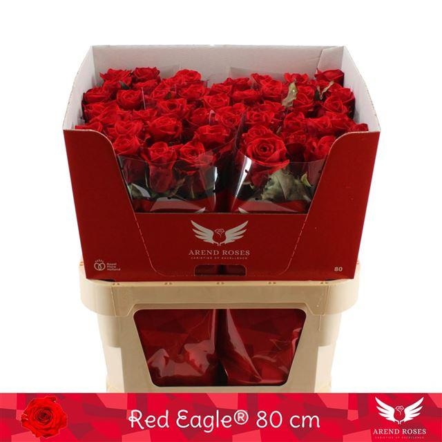 red eagle 80cm