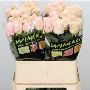 Sweet Avalanche 70cm