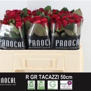 Tacazzi 50cm