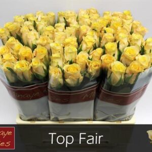Top Fair 60cm