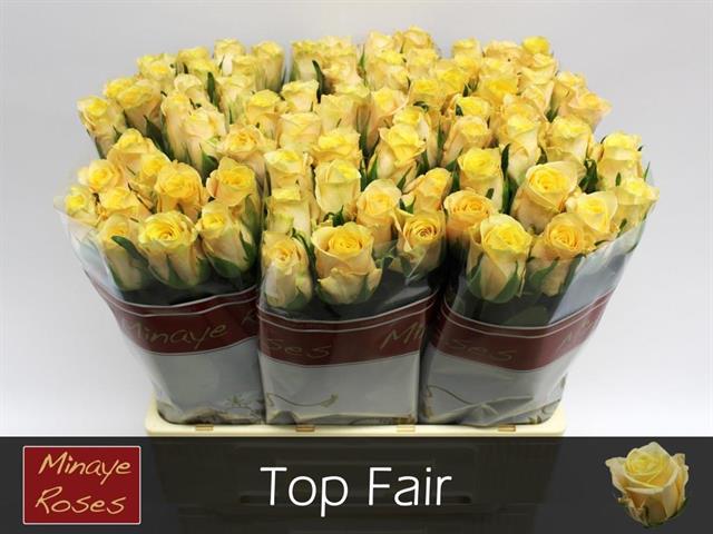 top fair 60cm