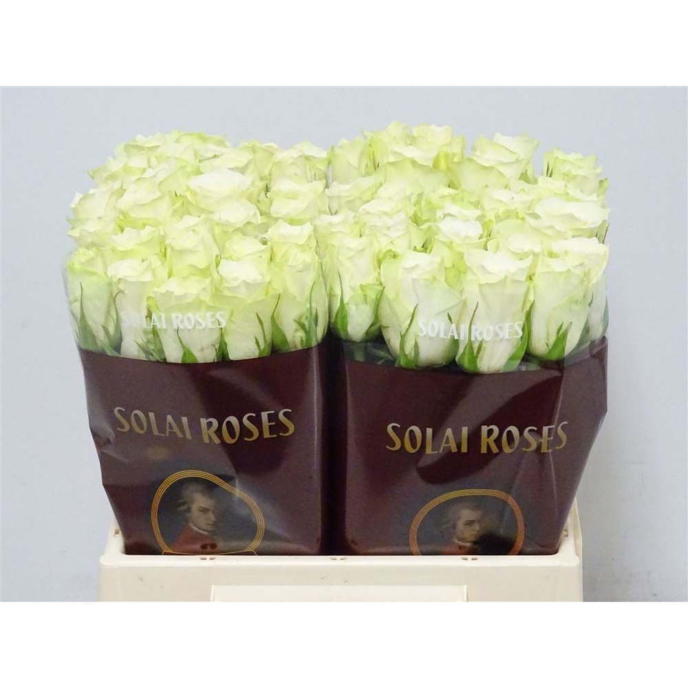 181024-rose-bh-athena