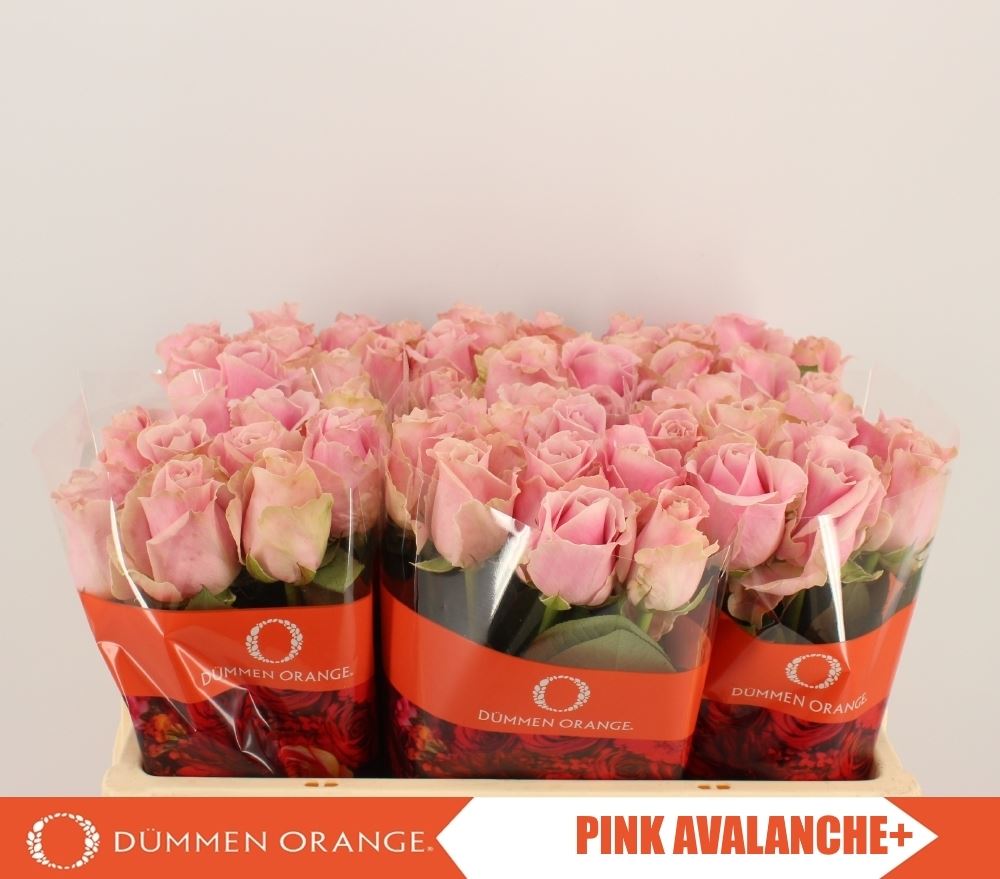 190613-rose-bh-pink-avalanche 50