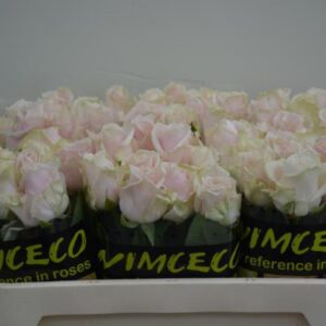 Sweet Avalanche 50cm