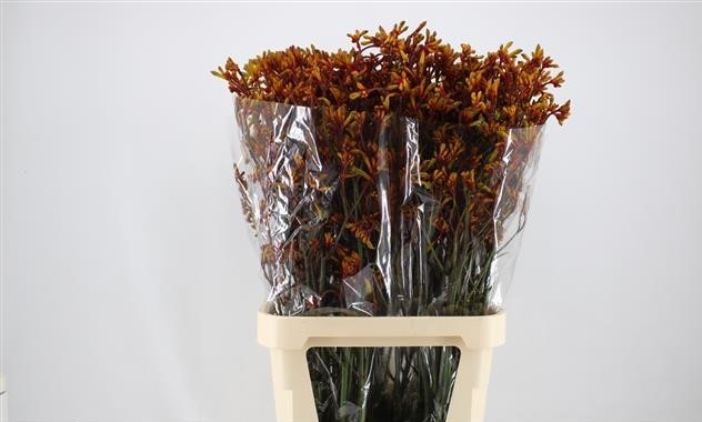 Anigozanthos-Gold-Fever-80cm-2