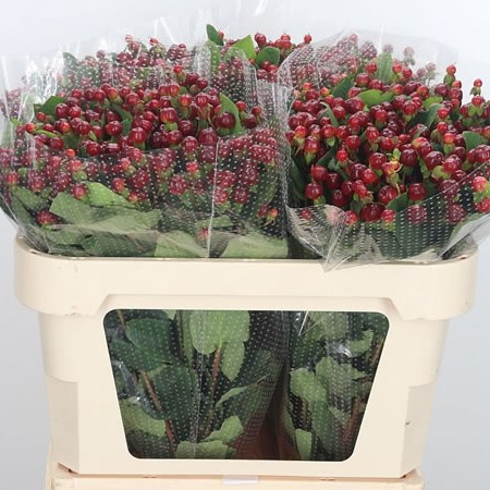 Hypericum-Magical-Cherry-70cm