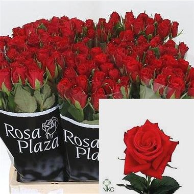 Rose-Red-Calypso-wholesale-flowers-1
