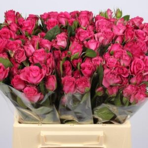 Purple Irischka 40cm