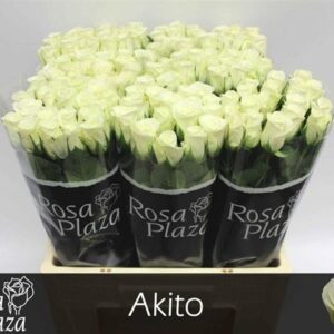 Akito 60cm