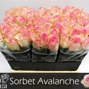 Avalanche Sorbet 60cm