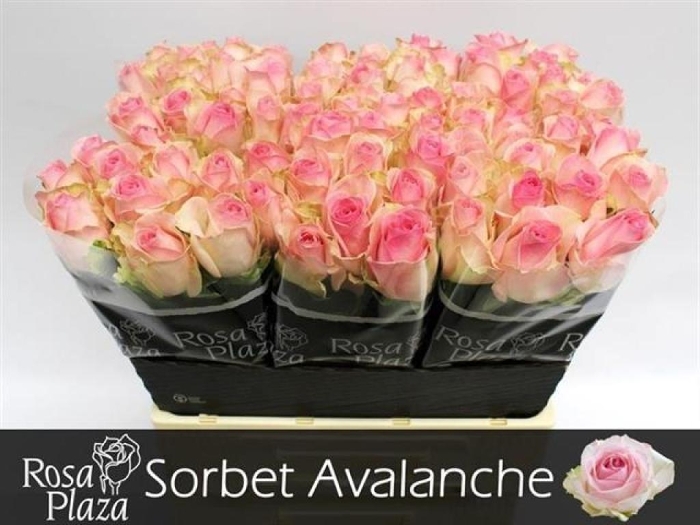 avalanche sorbet 60