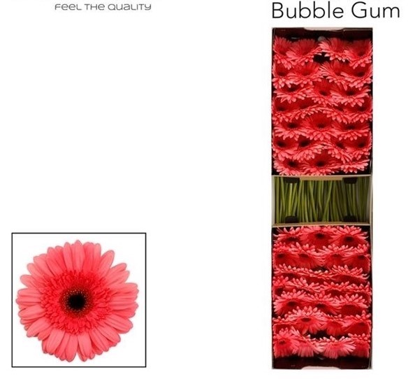 bubble gum