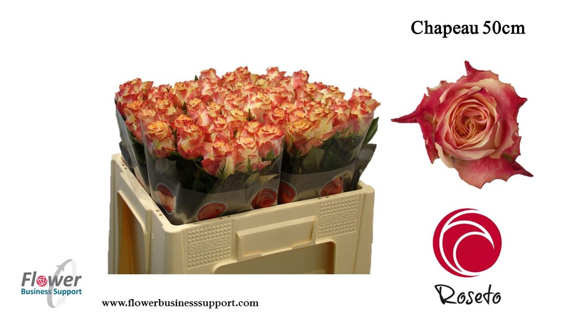 chapeau roseto