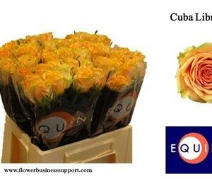 Cuba Libre 40cm