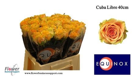 cuba libre40cm
