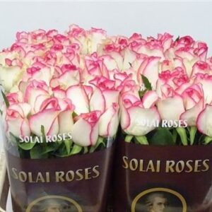 Dance D Meilland 60cm