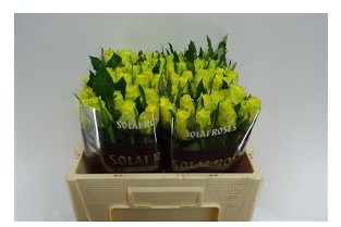 good times 50cm solai