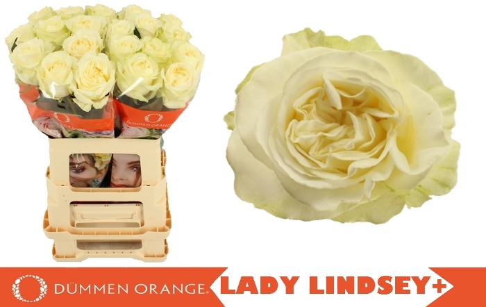 lady lind