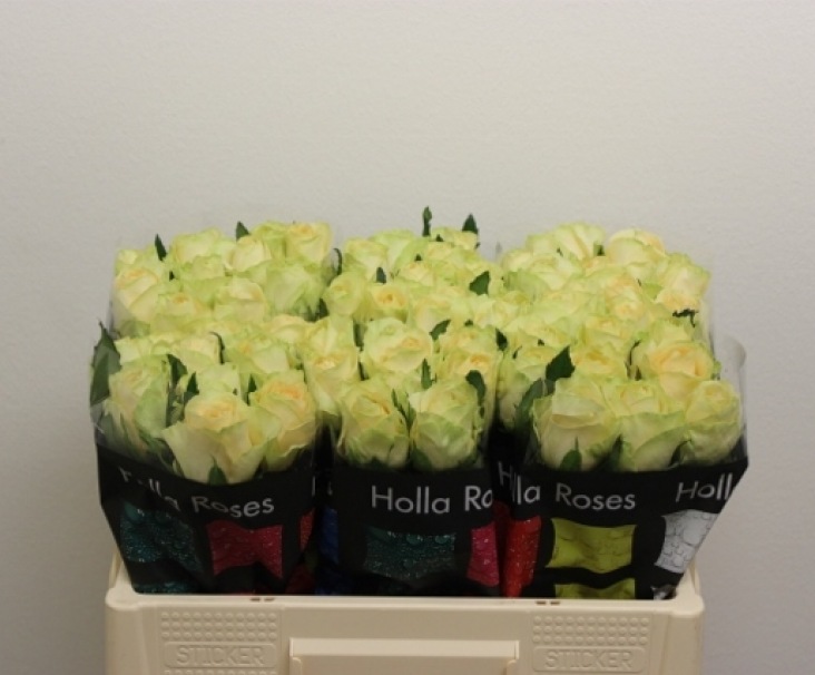 mag-avalanche-lengte50