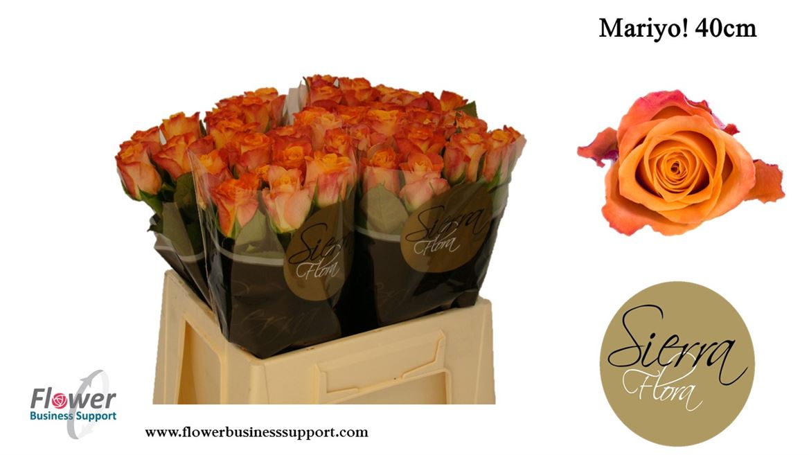 mariyo 40cm sierra