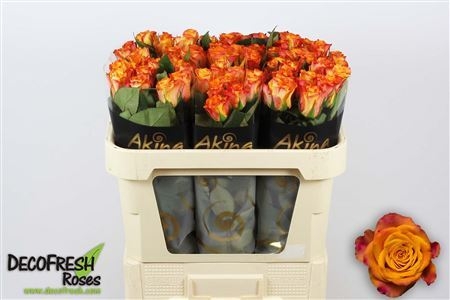 marue claire 70cm aki