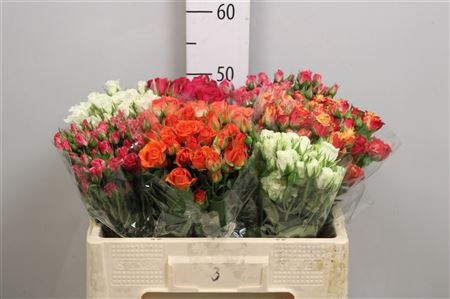 Gemengd Spray (misto) 50cm