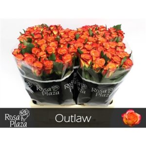 Outlaw 60cm
