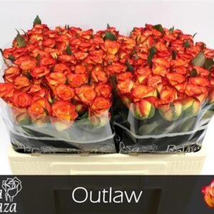 Outlaw 50cm