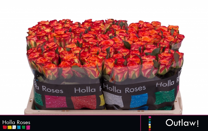 outlaw holla