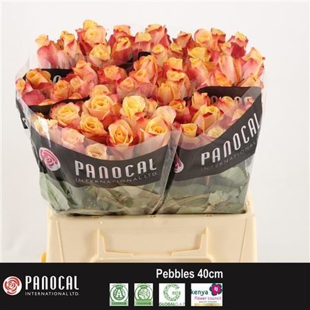 pebbles 40