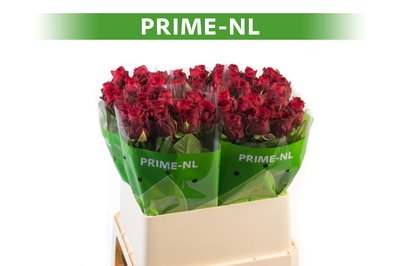 prime nl70