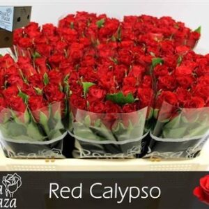 Red Calypso 60cm