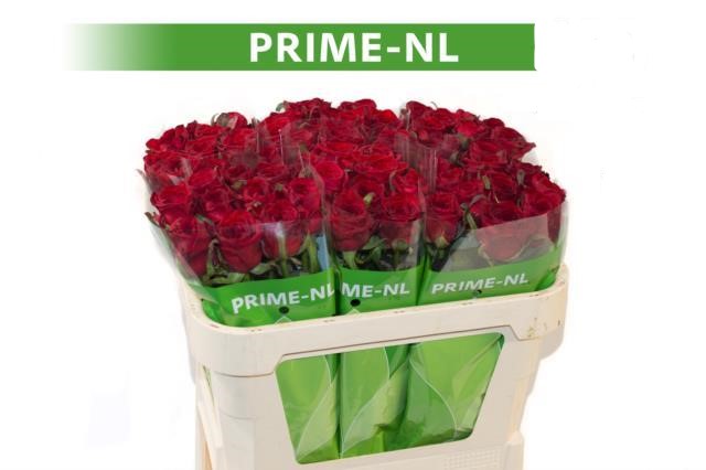 red prime nl80