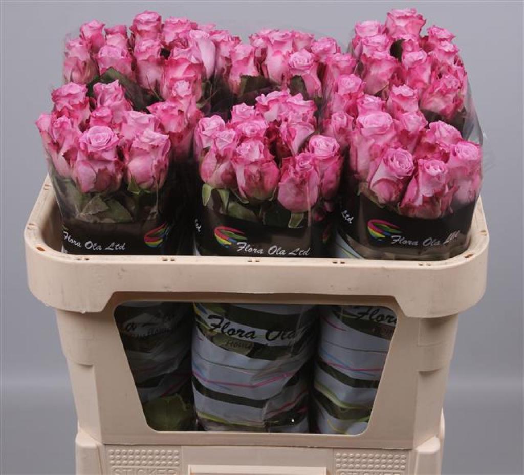 rosa-gr-maritim-purple-florasystem-žilina-ponuka-predaj-rezané-kvety