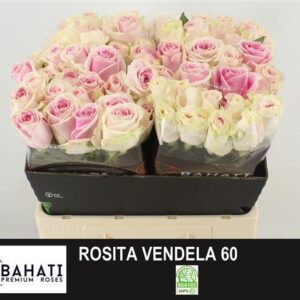 Rosita Vendela 60cm