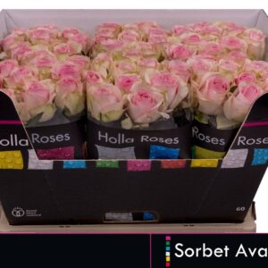 Avalanche Sorbet 60cm