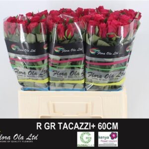 Tacazzi 60cm